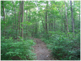 path thru woods