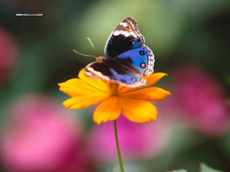blue butterfly on yellow flower