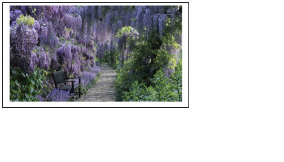 hanging lavender