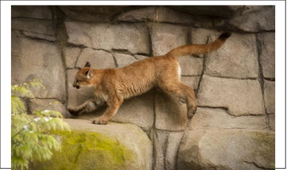 cougar on rocks
