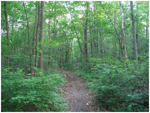 Forest path