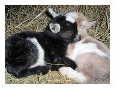 sleeping pygmy goats